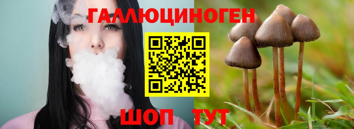 Галлюциногенные грибы Psilocybe Десногорск